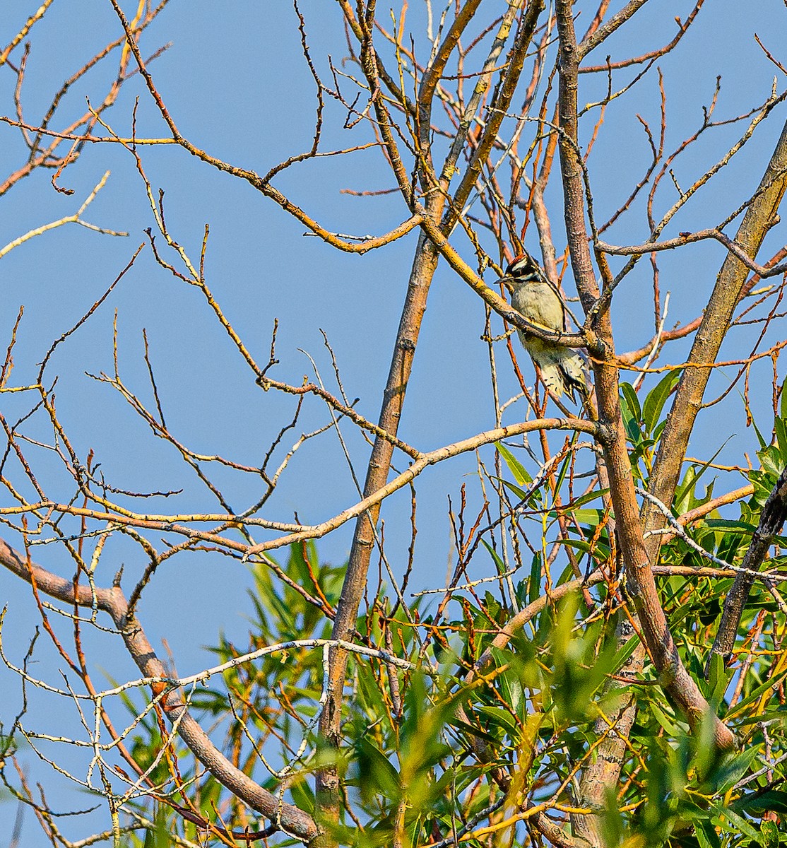 Downy Woodpecker - ML359201121