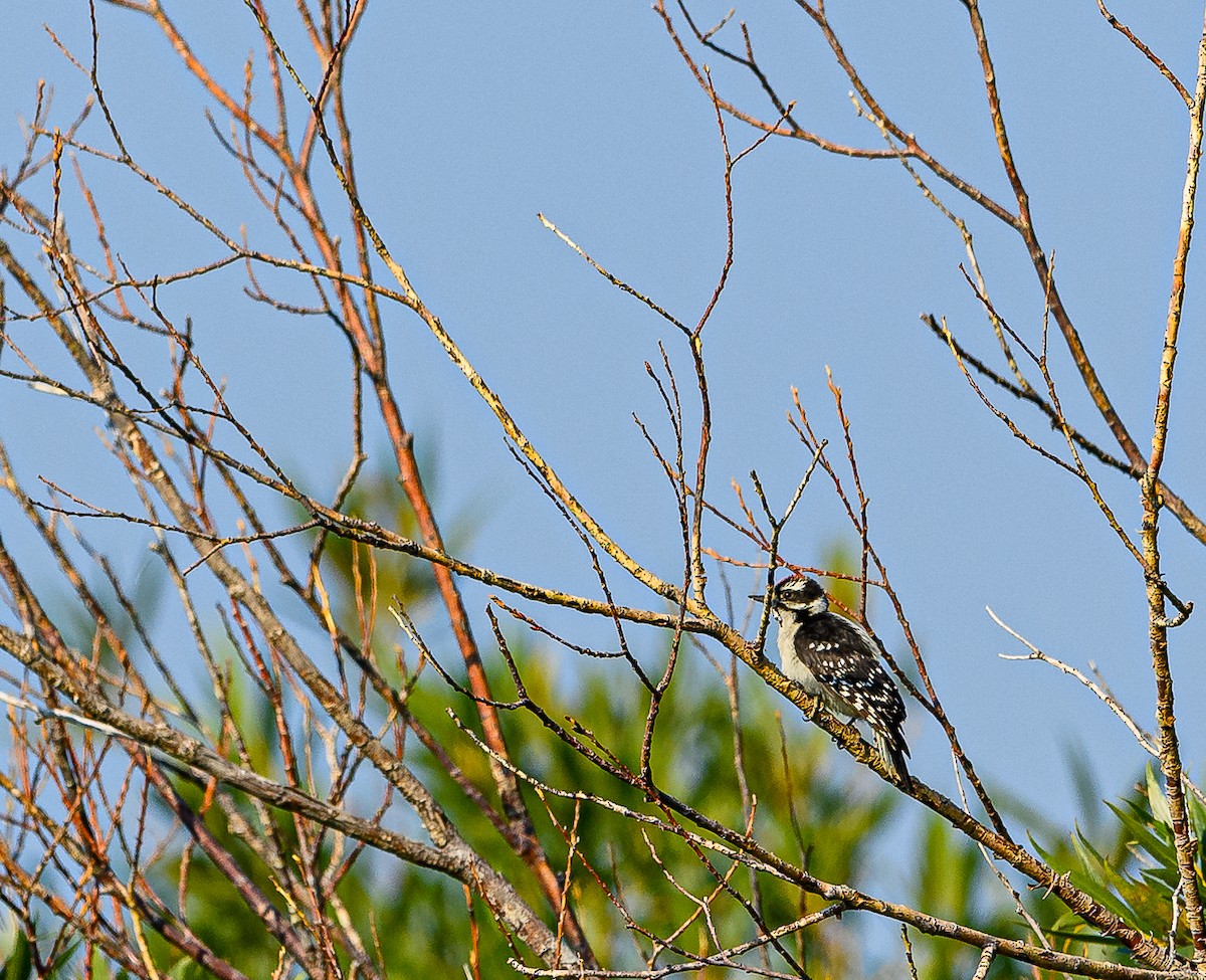 Downy Woodpecker - ML359201131