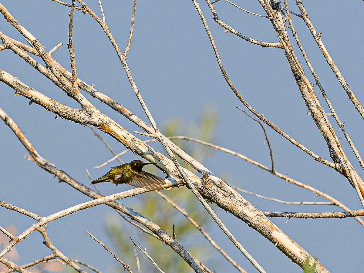 Black-chinned Hummingbird - ML359201141