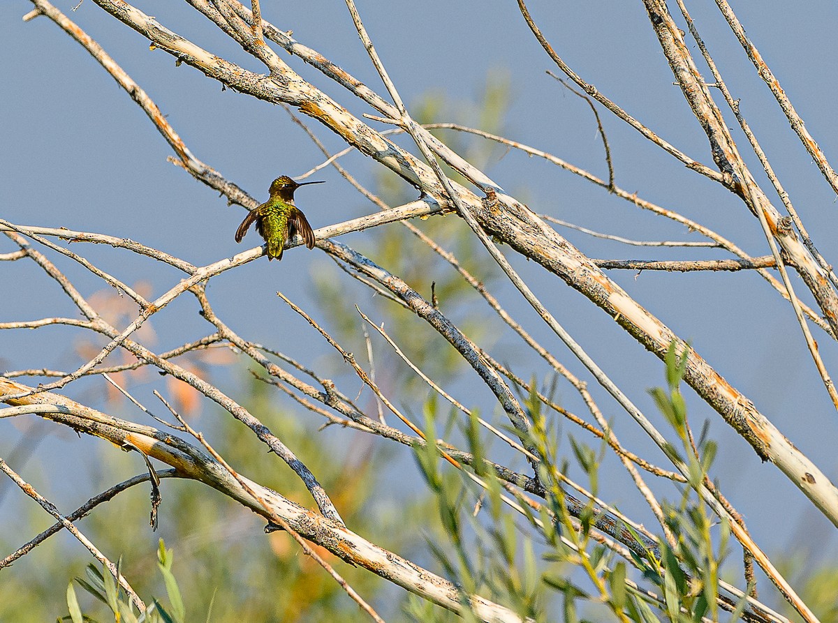 Black-chinned Hummingbird - ML359201161