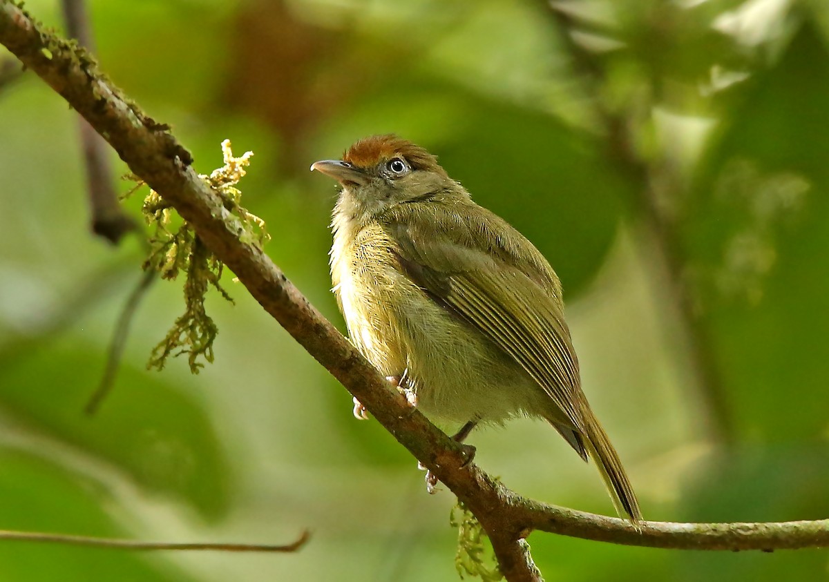 Tawny-crowned Greenlet - Roger Ahlman