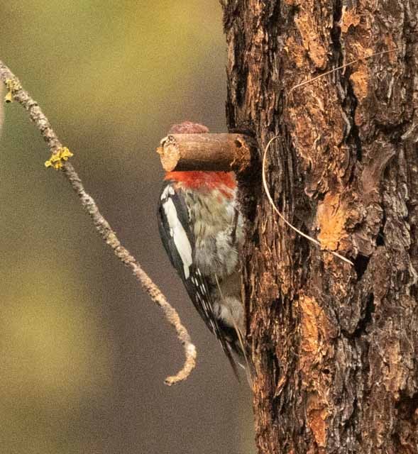 Red-breasted Sapsucker - ML359203621
