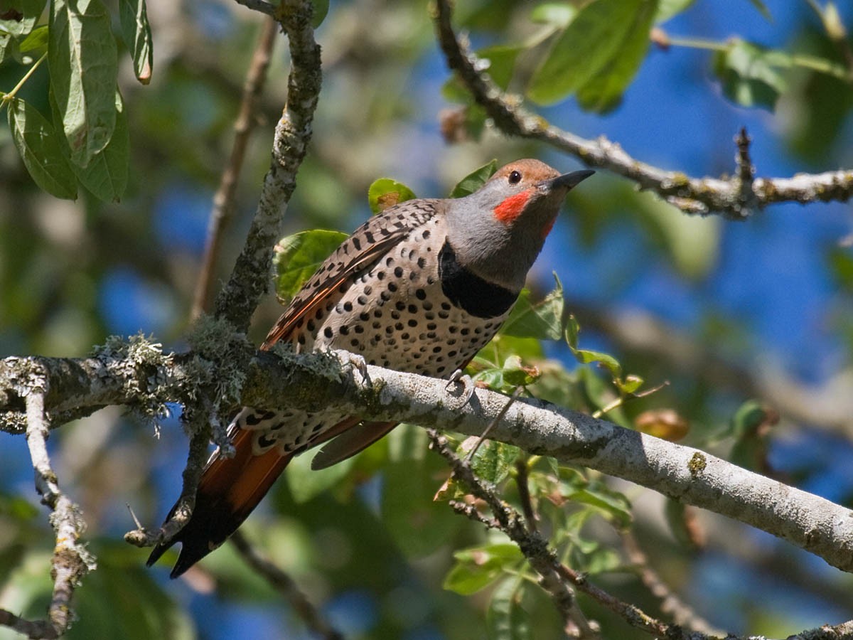 Northern Flicker (Red-shafted) - ML35920501
