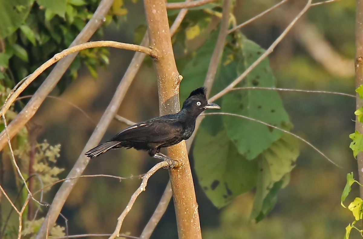 Amazonian Umbrellabird - Roger Ahlman