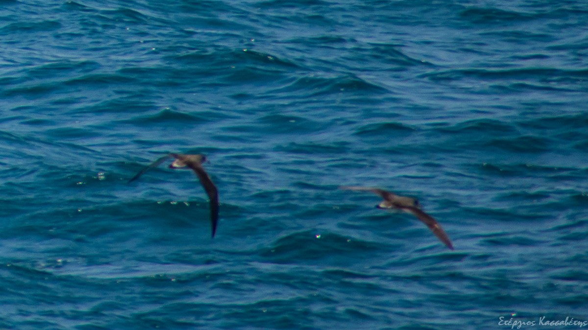 Cory's Shearwater - Stergios Kassavetis