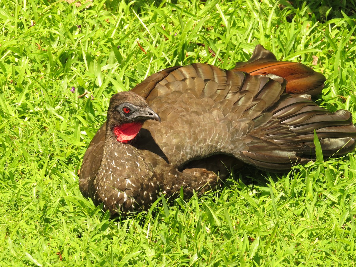 Crested Guan - ML35921811