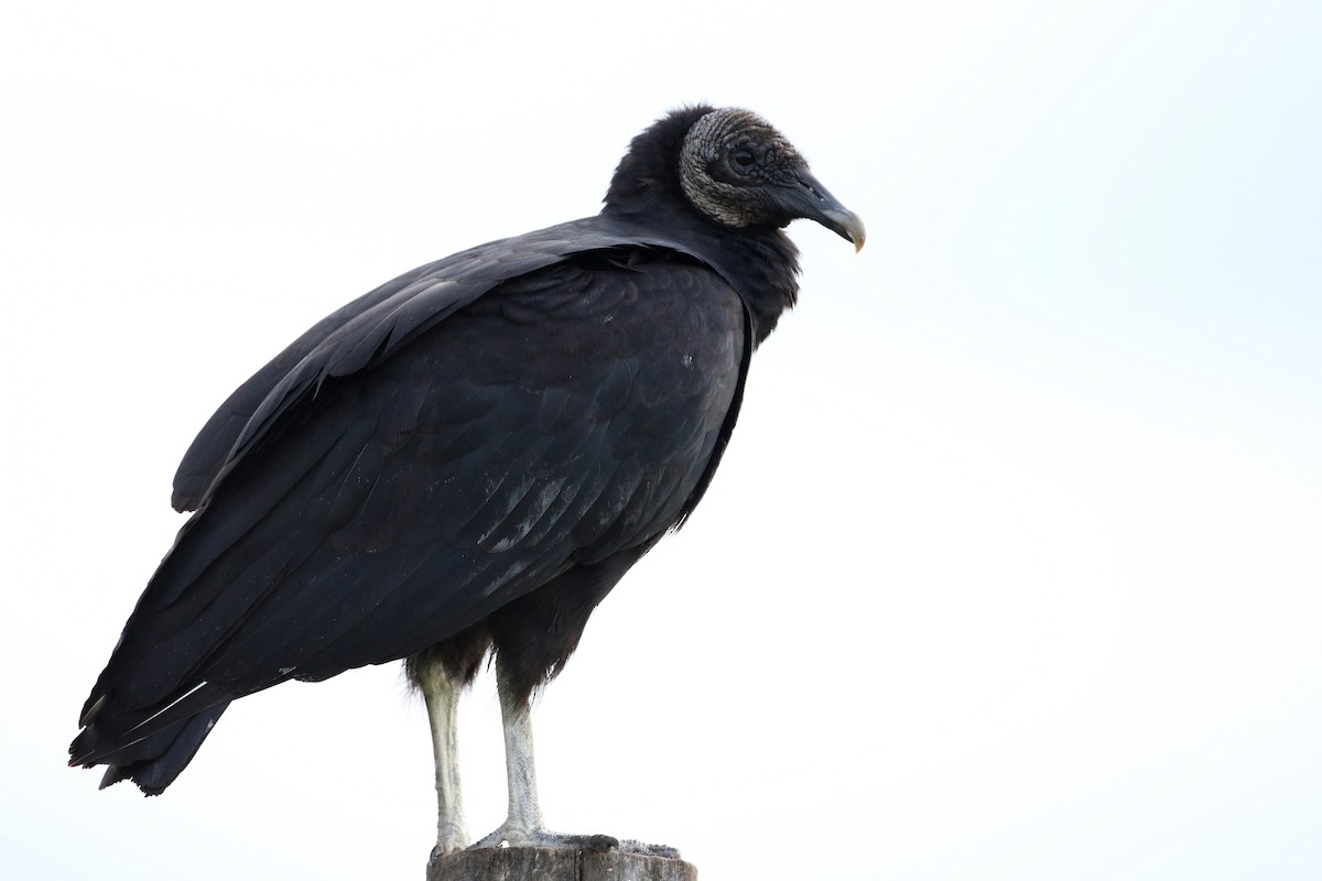 Black Vulture - ML359219041