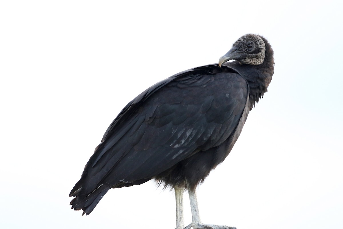 Black Vulture - ML359219121