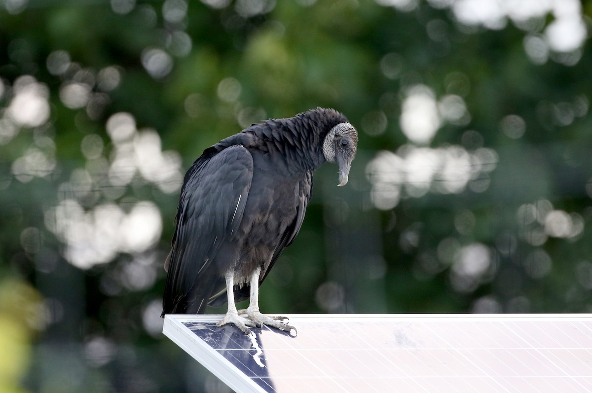 Black Vulture - ML359219221