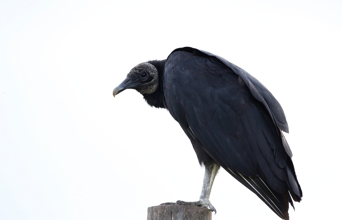 Black Vulture - ML359219231