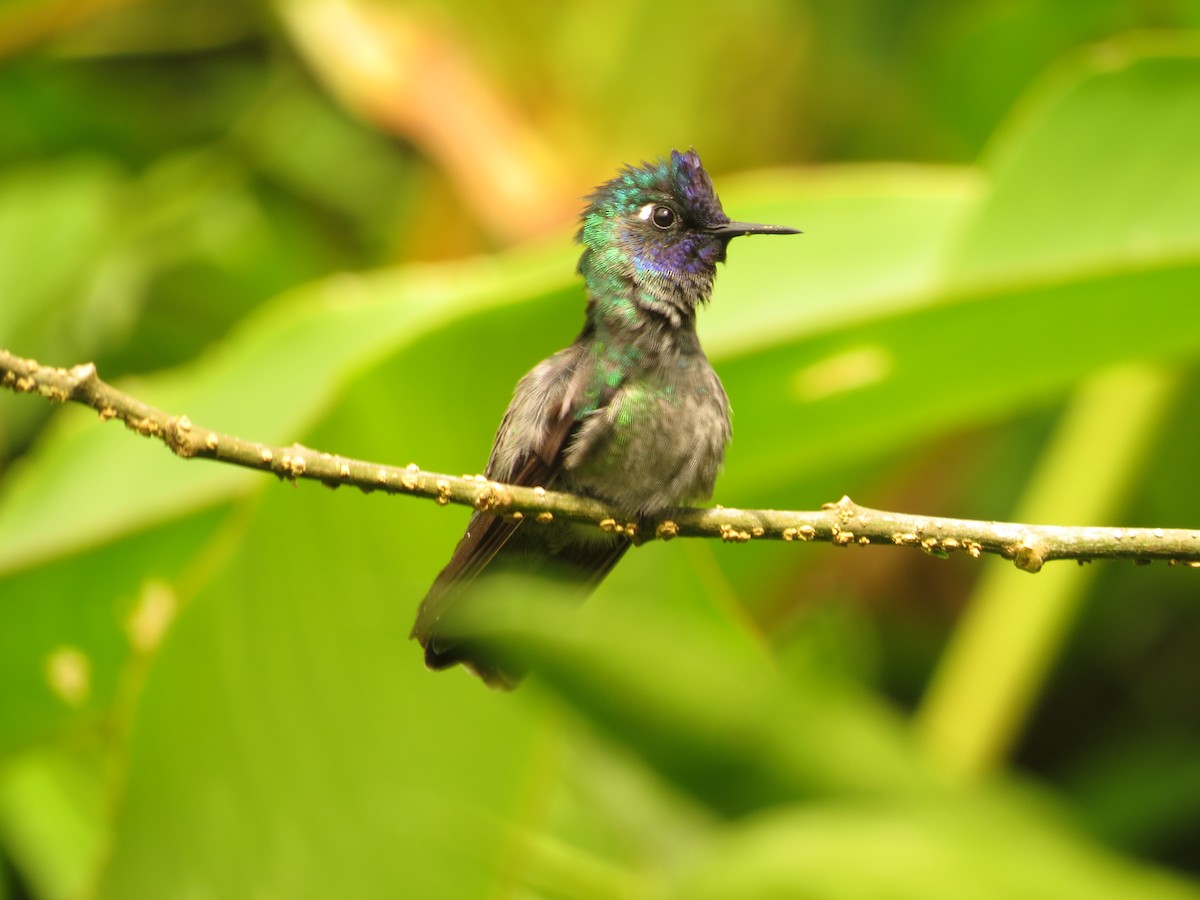 Violet-headed Hummingbird - kenneth reyes