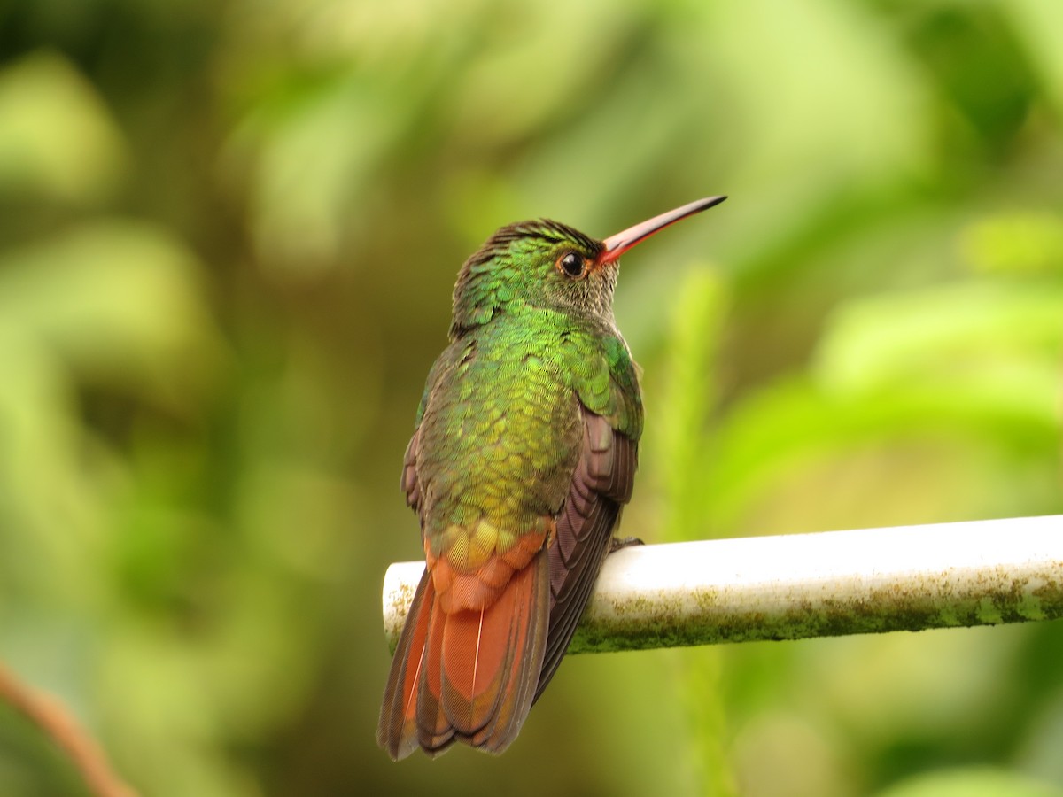 Rufous-tailed Hummingbird - kenneth reyes