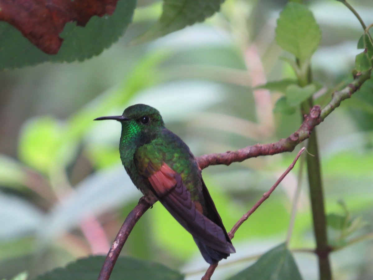 Stripe-tailed Hummingbird - ML35922231