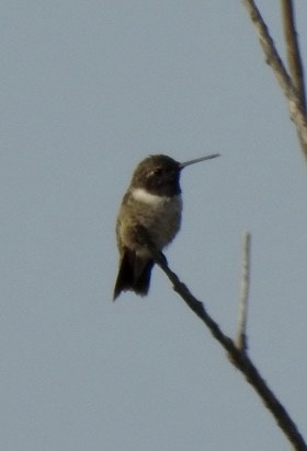 Black-chinned Hummingbird - ML359223951