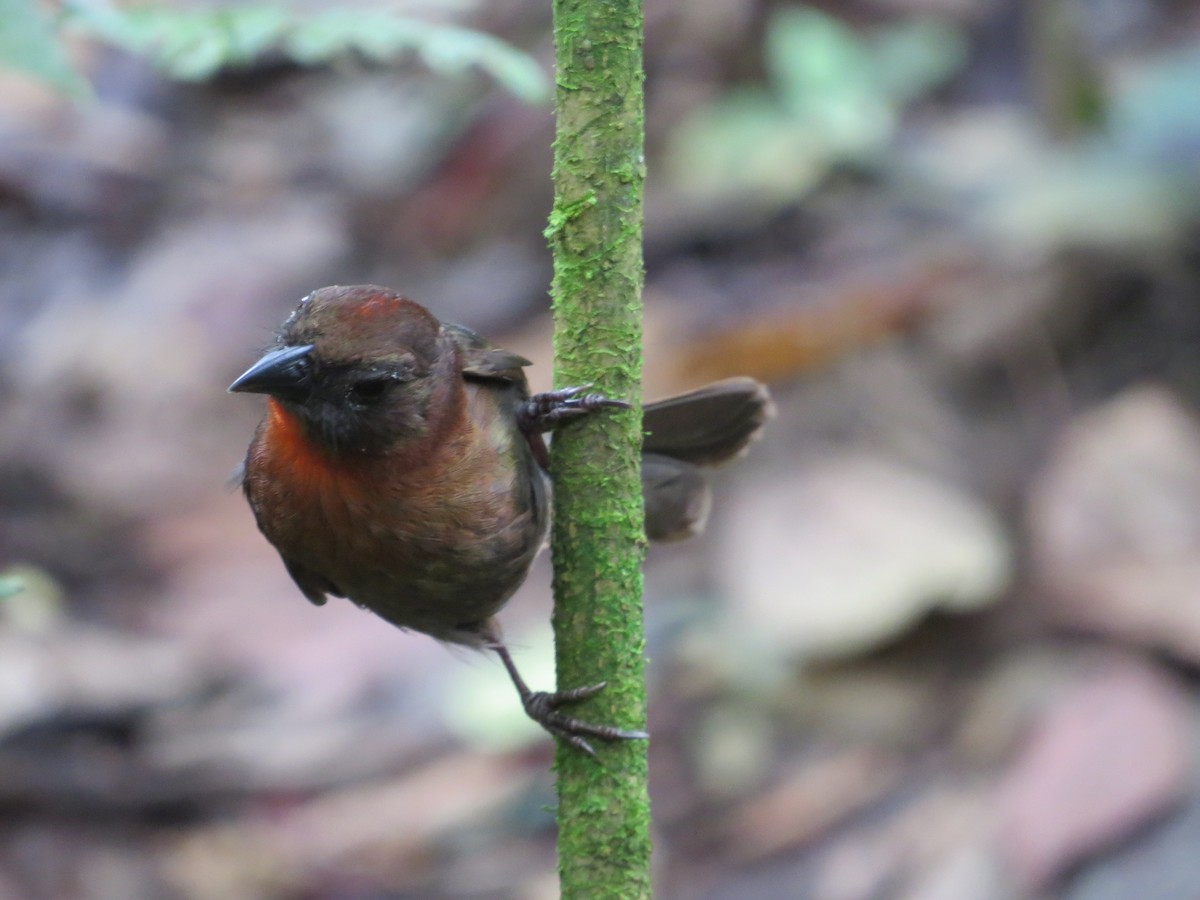 Red-throated Ant-Tanager - ML35922731