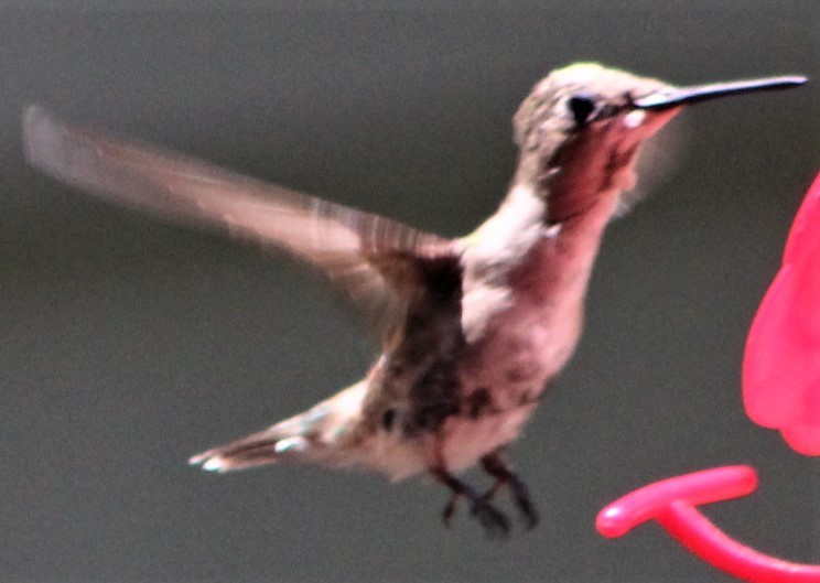 Ruby-throated Hummingbird - Mark Hughes