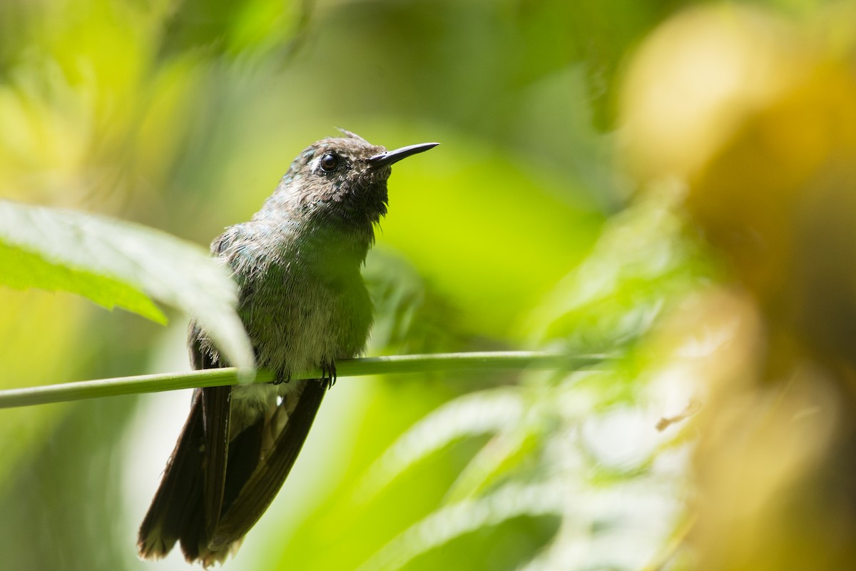 Emerald-chinned Hummingbird - Moises Rodriguez