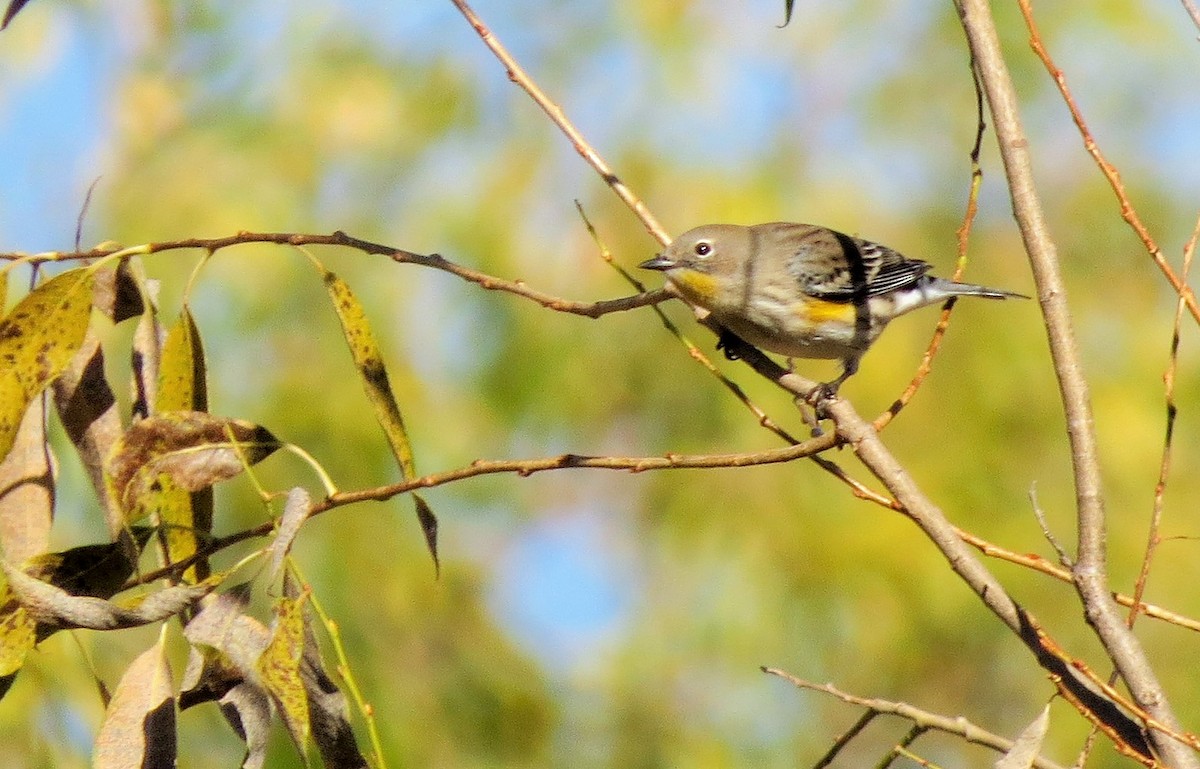 Yellow-rumped Warbler (Audubon's) - Oliver  Komar
