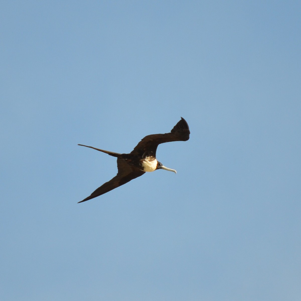 Magnificent Frigatebird - Varick Cowell