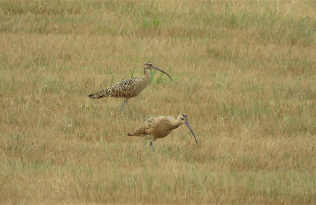 Long-billed Curlew - ML359248961