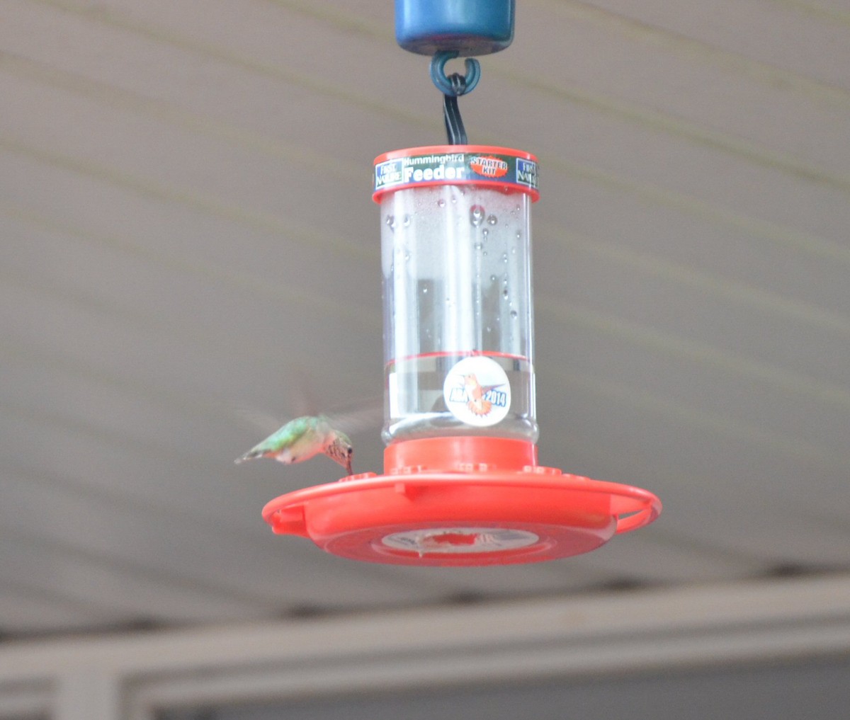Calliope Hummingbird - ML35924971