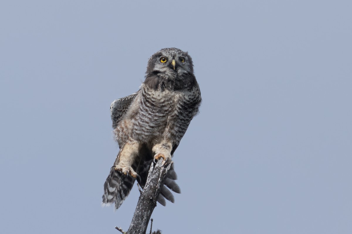 Northern Hawk Owl - ML359250211