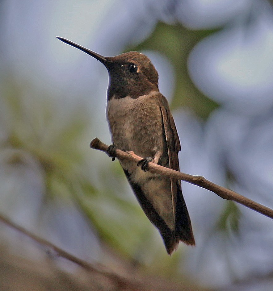 Black-chinned Hummingbird - Joe Grzybowski