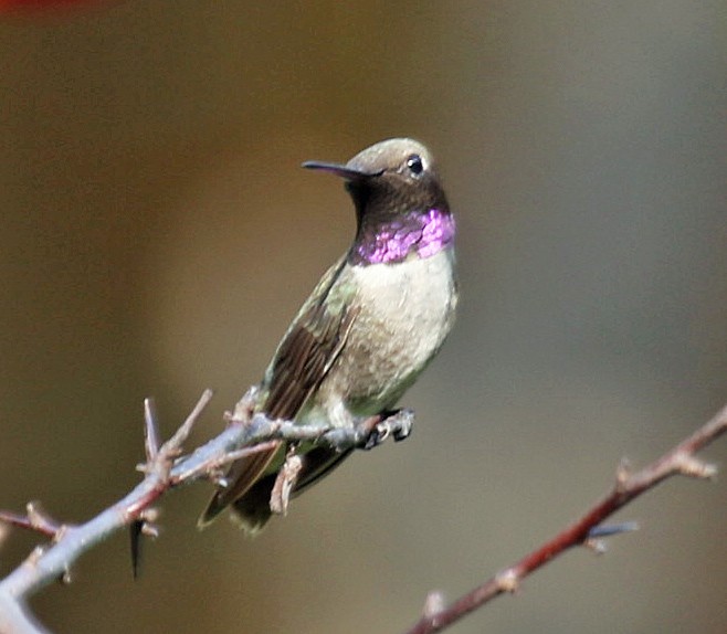 Black-chinned Hummingbird - Joe Grzybowski