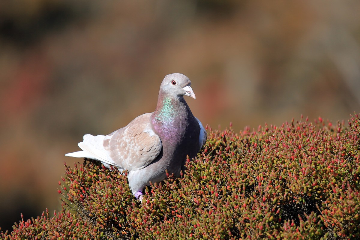 Rock Pigeon (Feral Pigeon) - ML359252971