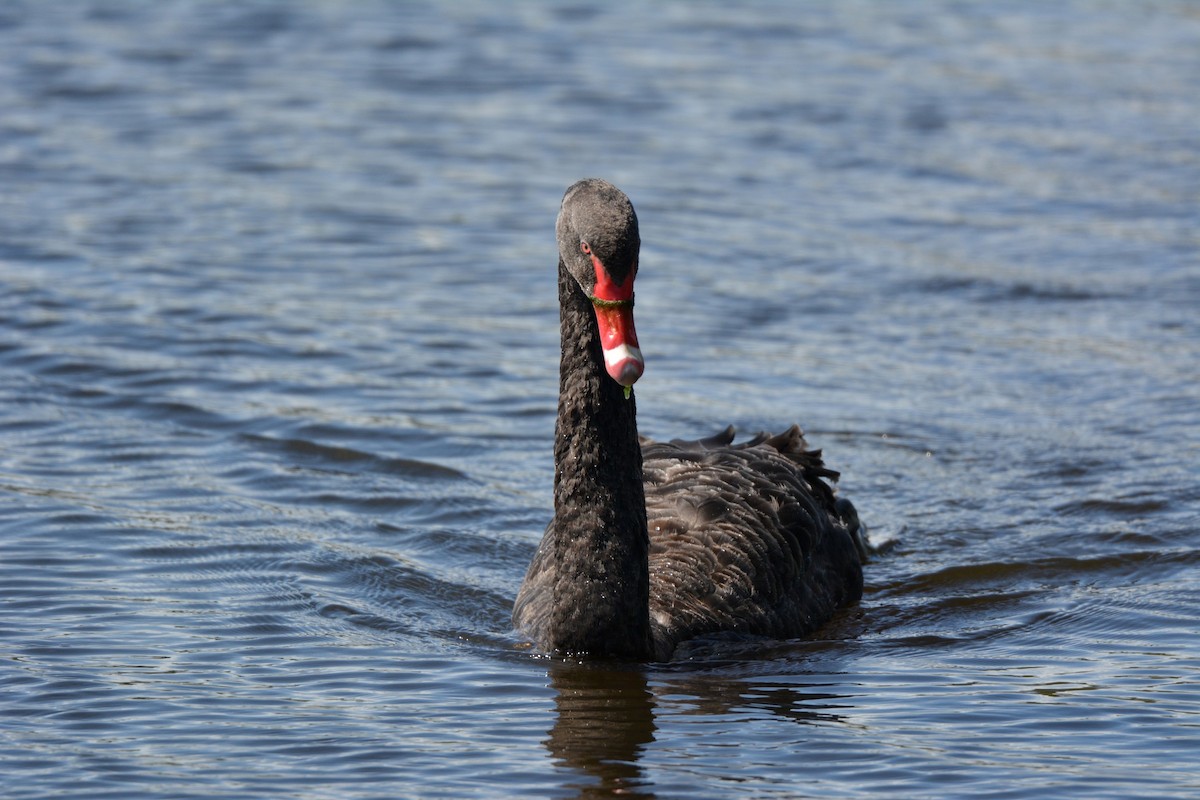 Black Swan - ML35925661