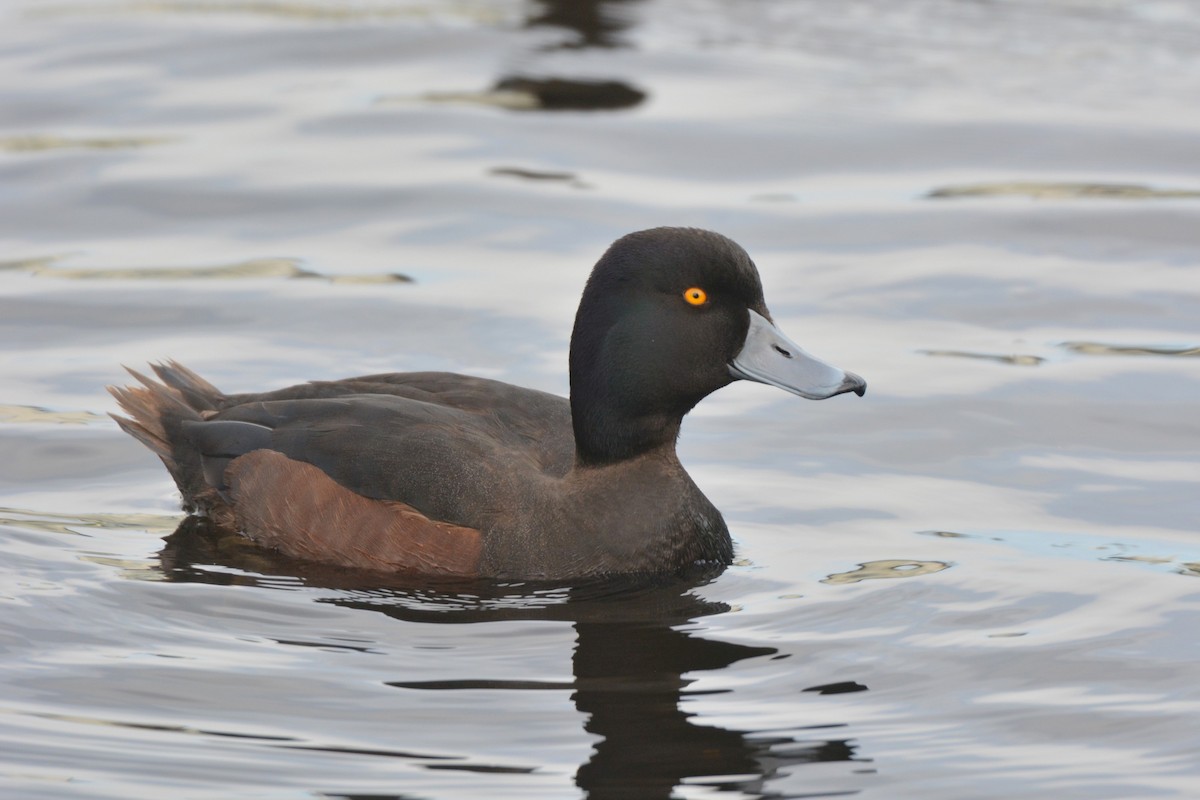 New Zealand Scaup - Christopher Stephens