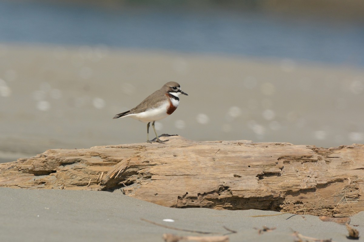 Double-banded Plover - Christopher Stephens