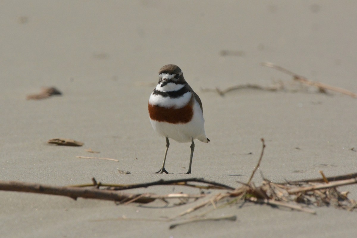 Double-banded Plover - ML35925901