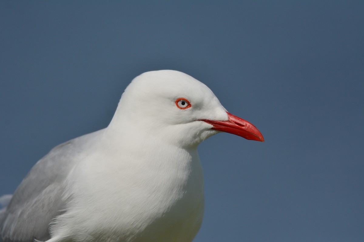 Silver Gull (Red-billed) - ML35925921