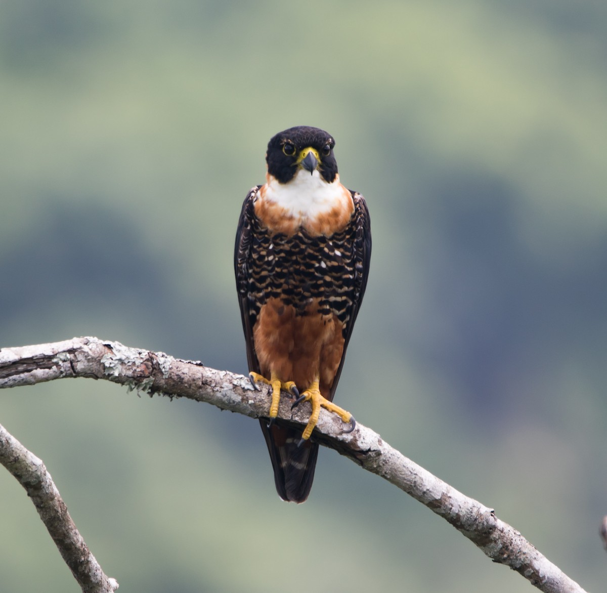 Orange-breasted Falcon - ML359261821