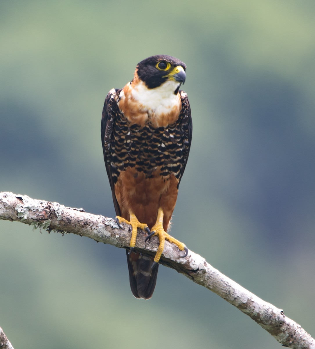Orange-breasted Falcon - ML359261831