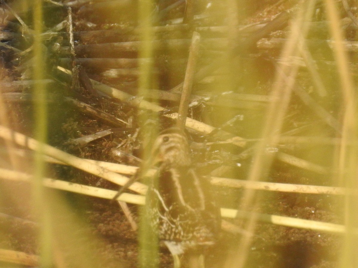 Pantanal Snipe - dario wendeler