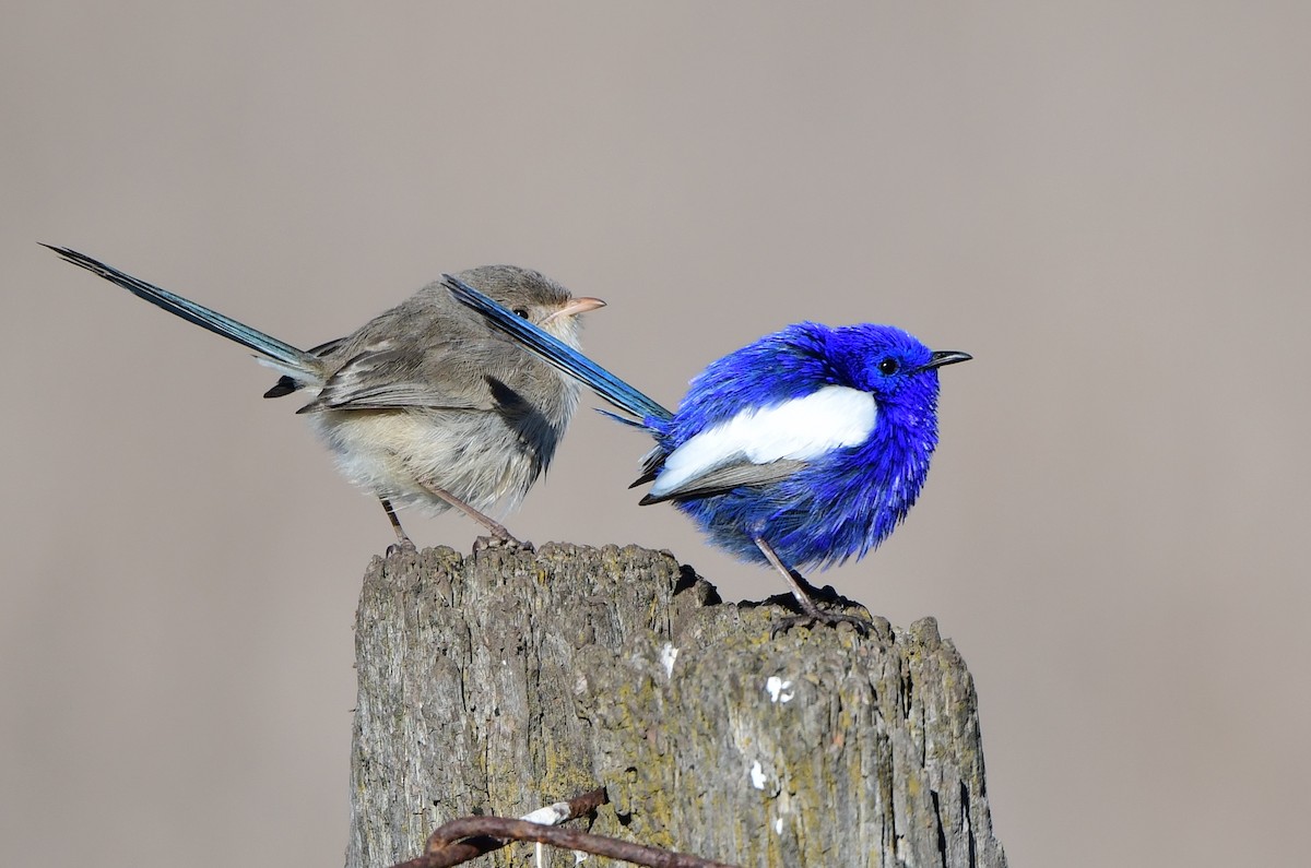 White-winged Fairywren - Andy Gee