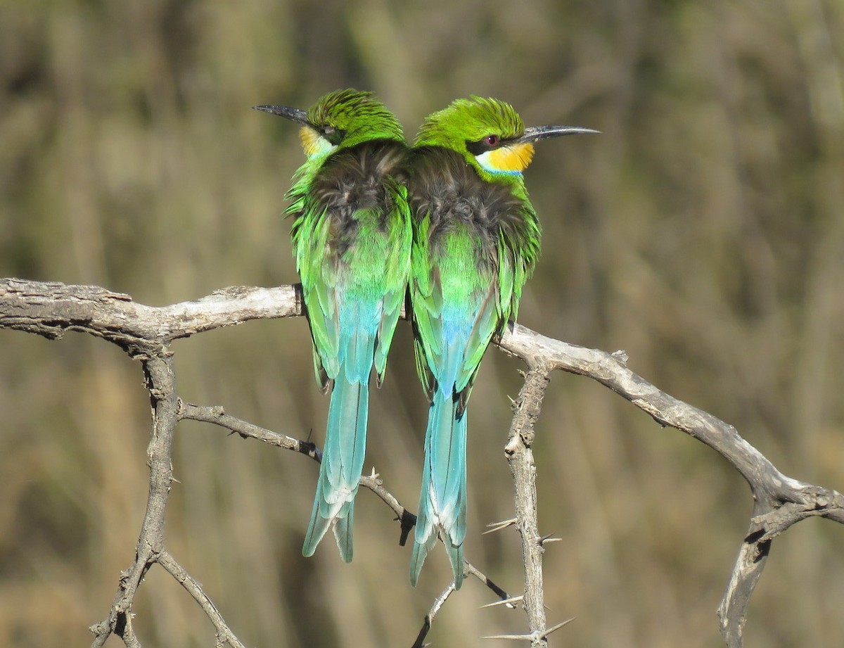 Swallow-tailed Bee-eater - ML35926751