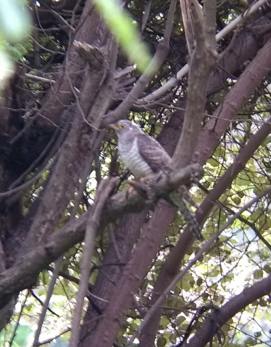 Common Cuckoo - Ramit Singal