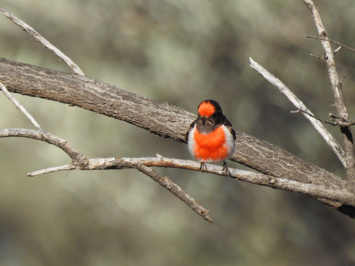 Red-capped Robin - ML35927091