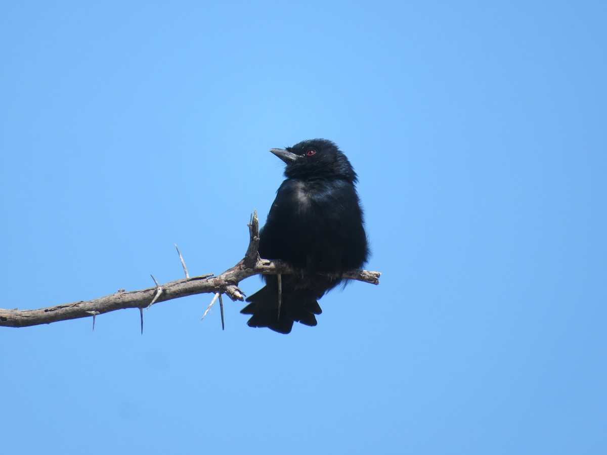 Fork-tailed Drongo - ML359271041