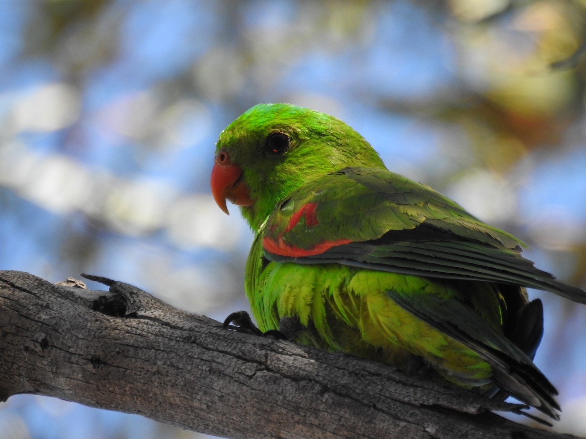Red-winged Parrot - C Daley