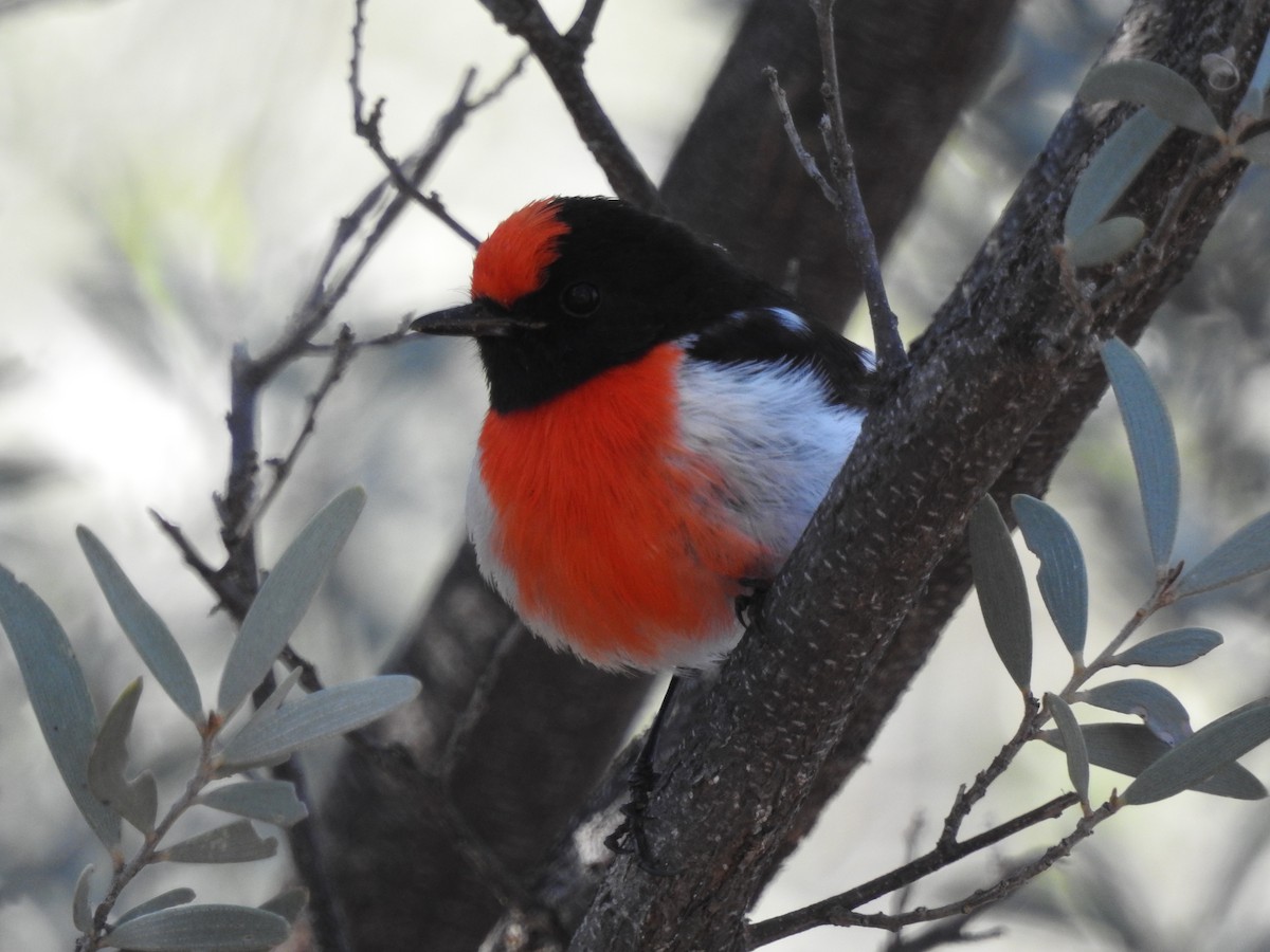Red-capped Robin - ML35927171