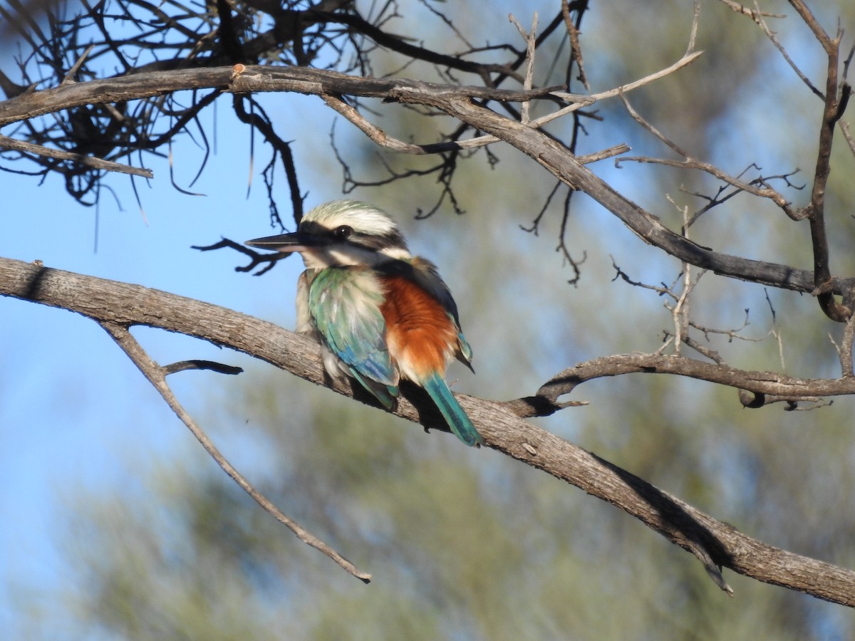Red-backed Kingfisher - ML35927201