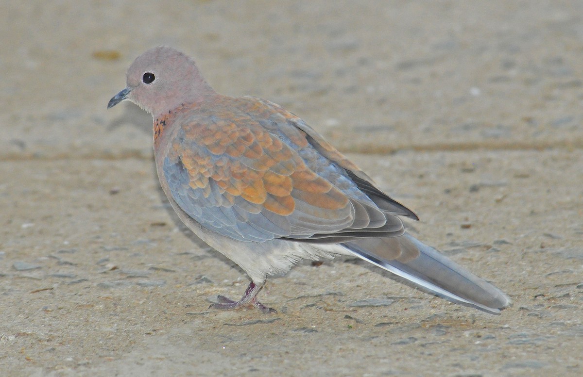Laughing Dove - ML359272401