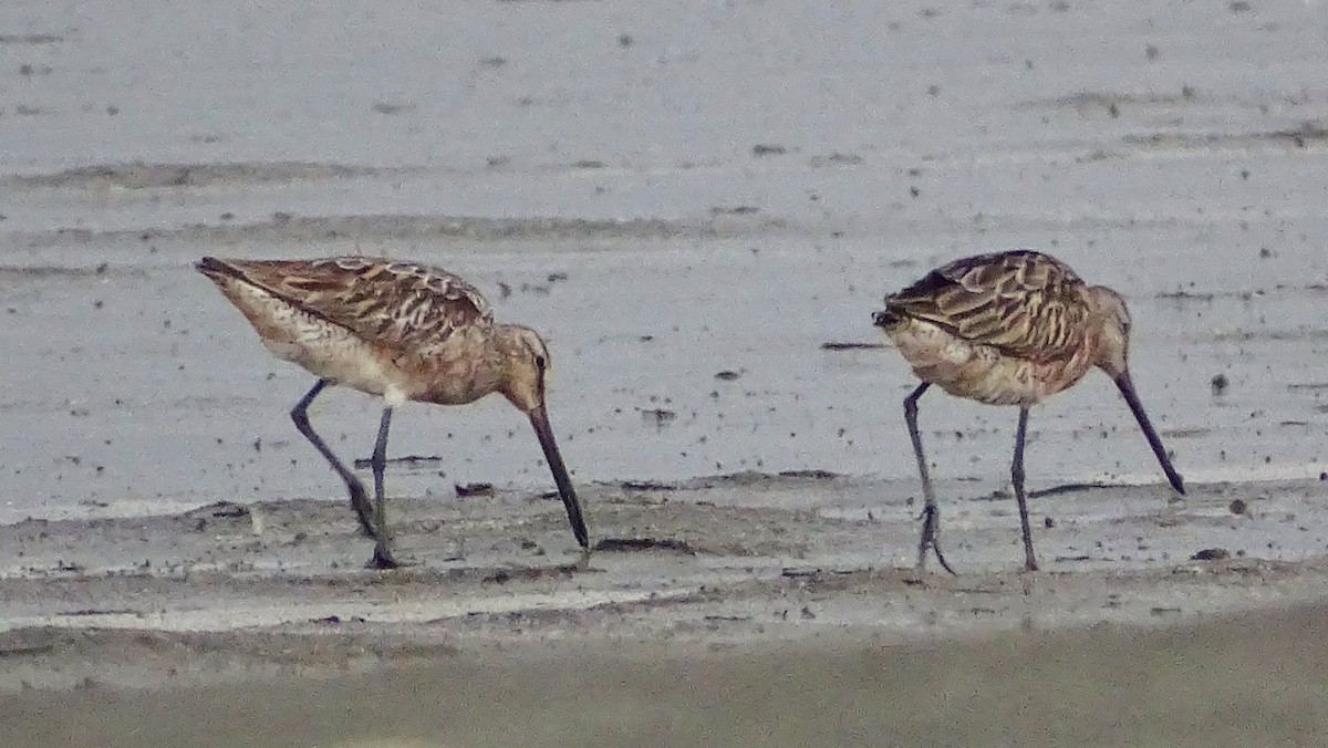 Asian Dowitcher - ML359276491