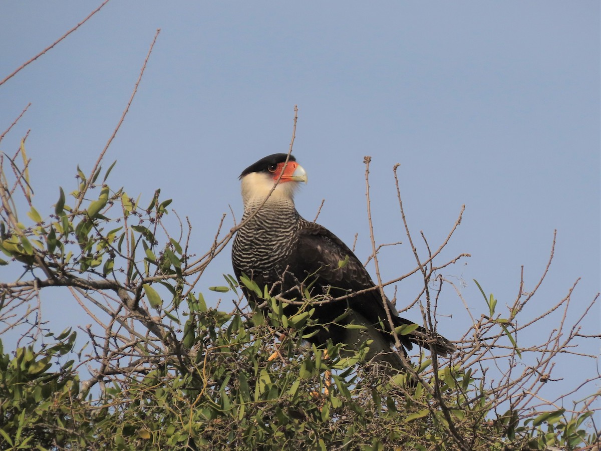 Crested Caracara (Southern) - ML359279931
