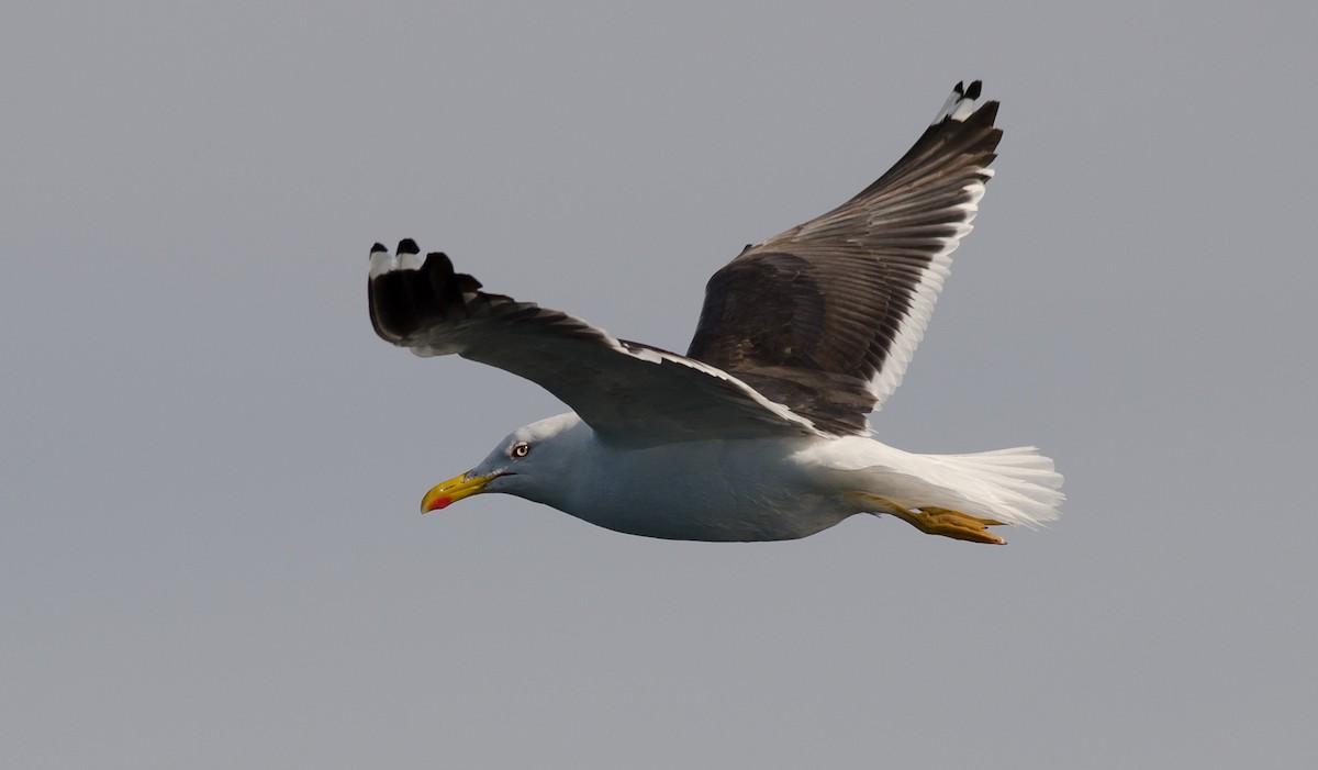 Lesser Black-backed Gull - Alix d'Entremont