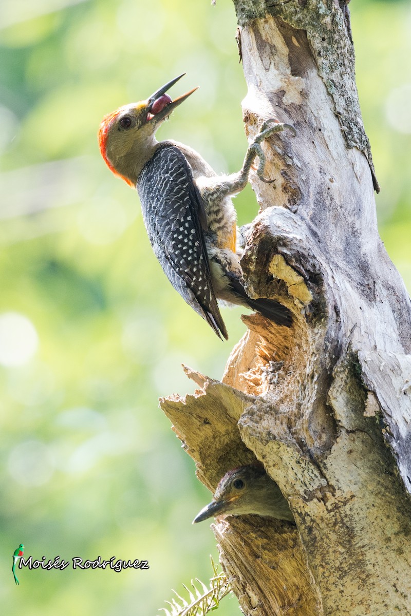 Golden-fronted Woodpecker - ML359284621
